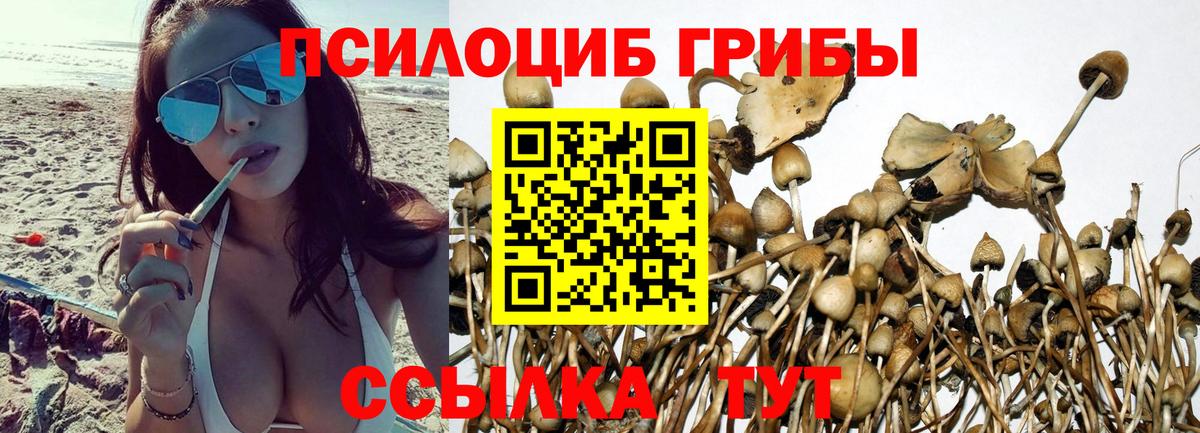 Псилоцибиновые грибы Psilocybe Химки